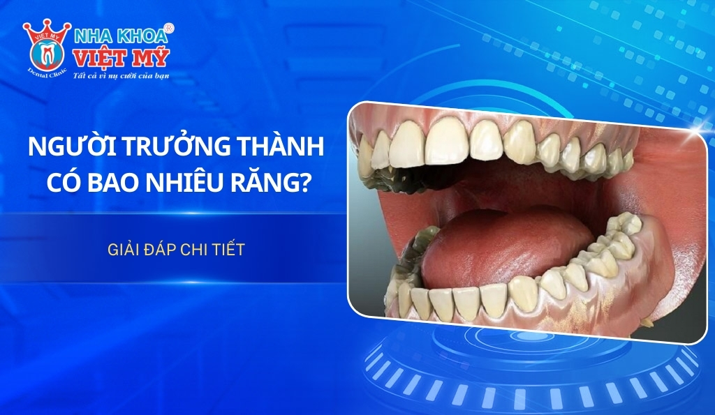 Người trưởng thành có bao nhiêu răng?